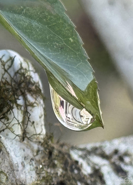 Beautiful water drop_V233