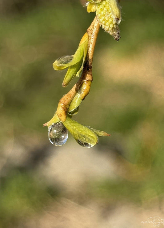 Beautiful water drop_V236