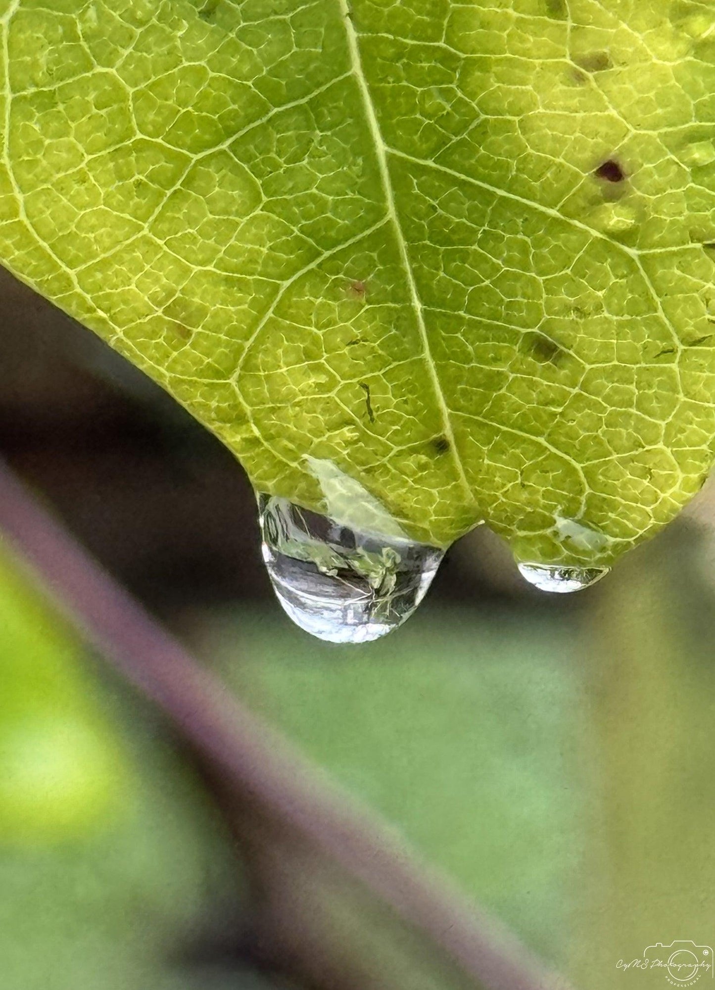 Beautiful water drop_V039 - Superbpictures