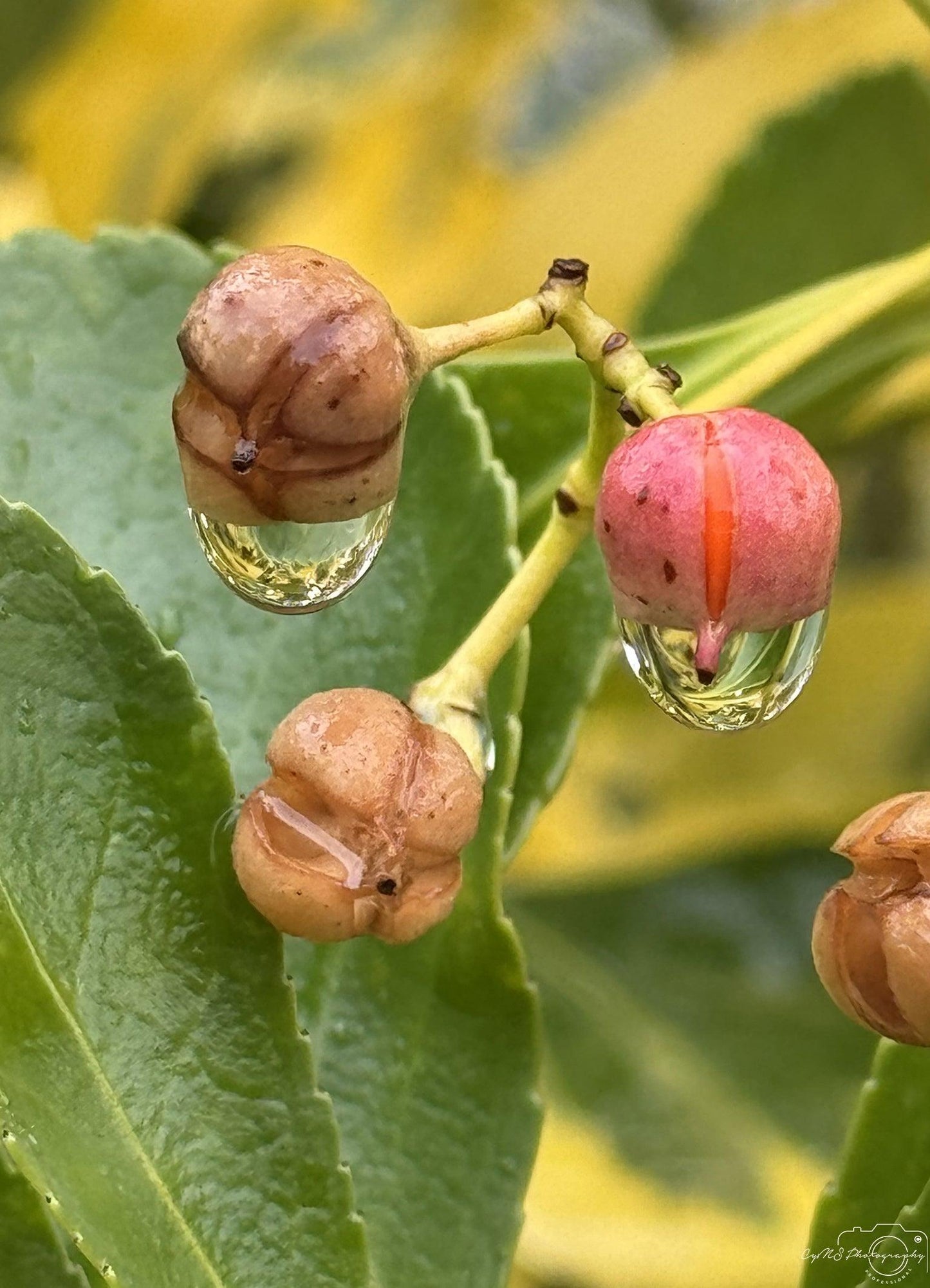 Beautiful water drop_V044 - Superbpictures