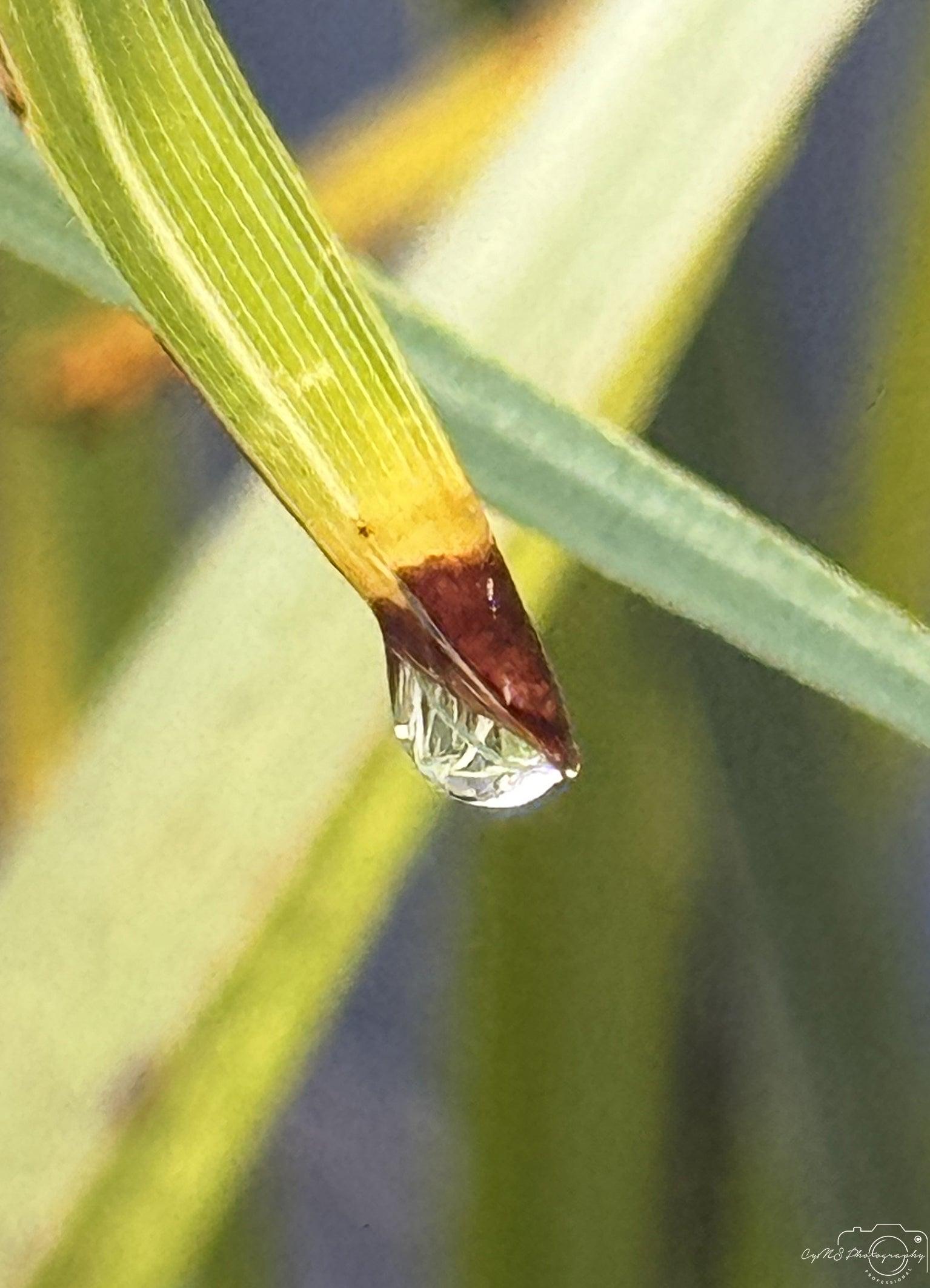 Beautiful water drop_V004 - Superbpictures