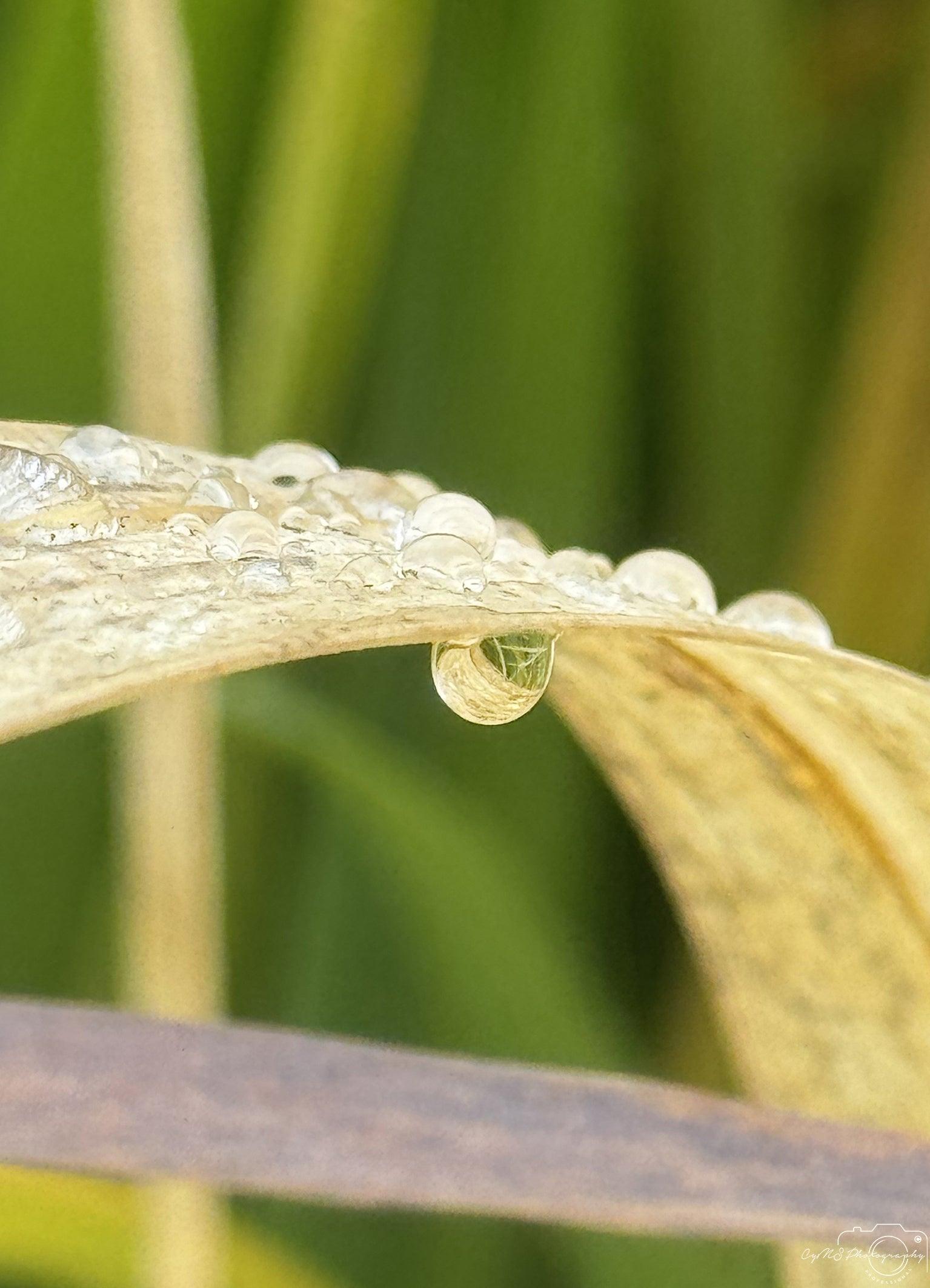 Beautiful water drop_V005 - Superbpictures