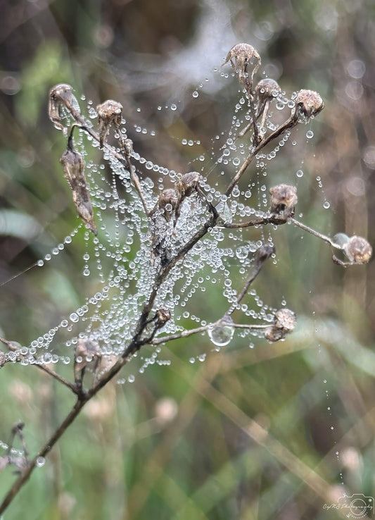 Beautiful water drop_V072 - Superbpictures