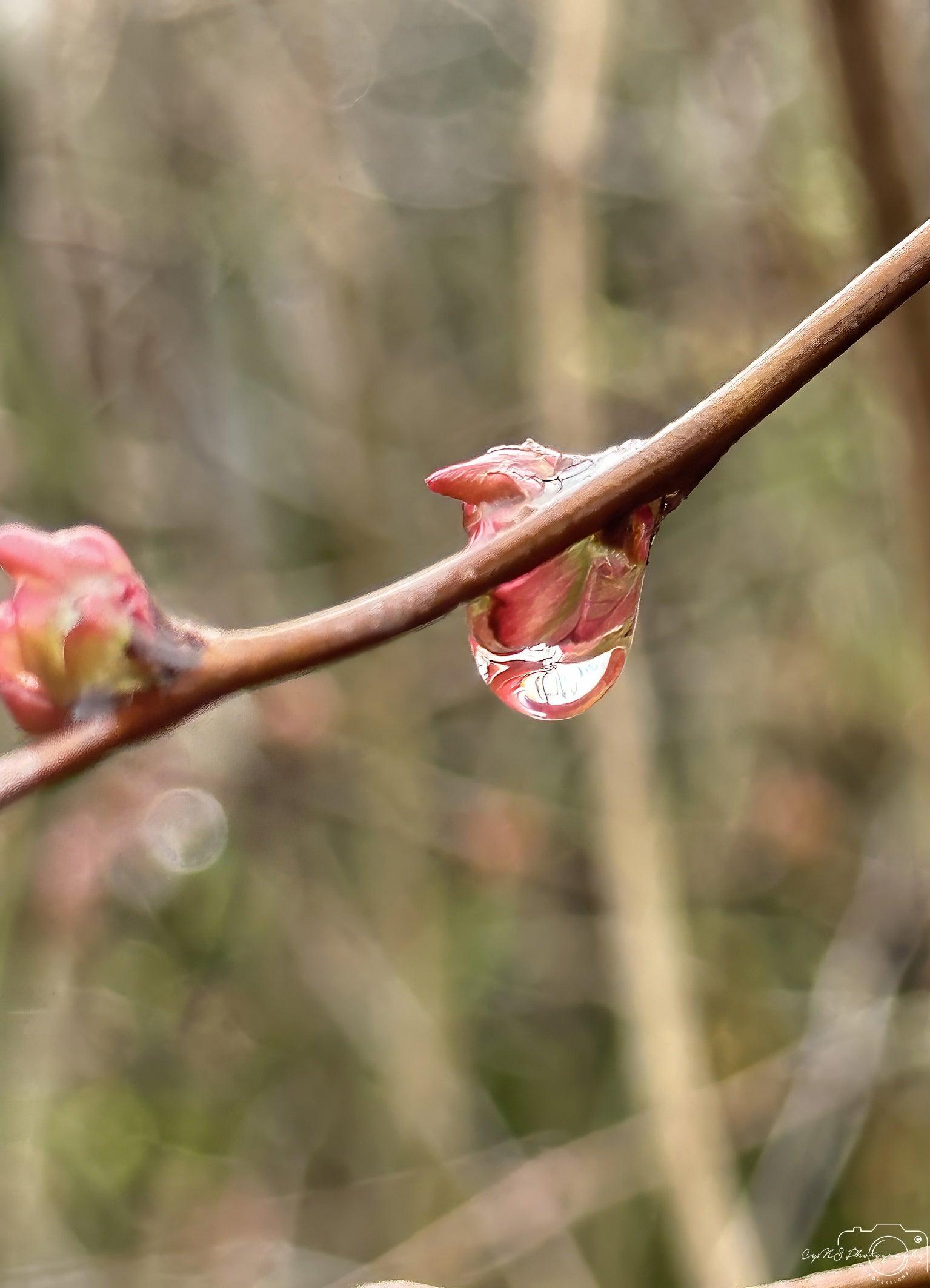 Beautiful water drop_V079 - Superbpictures