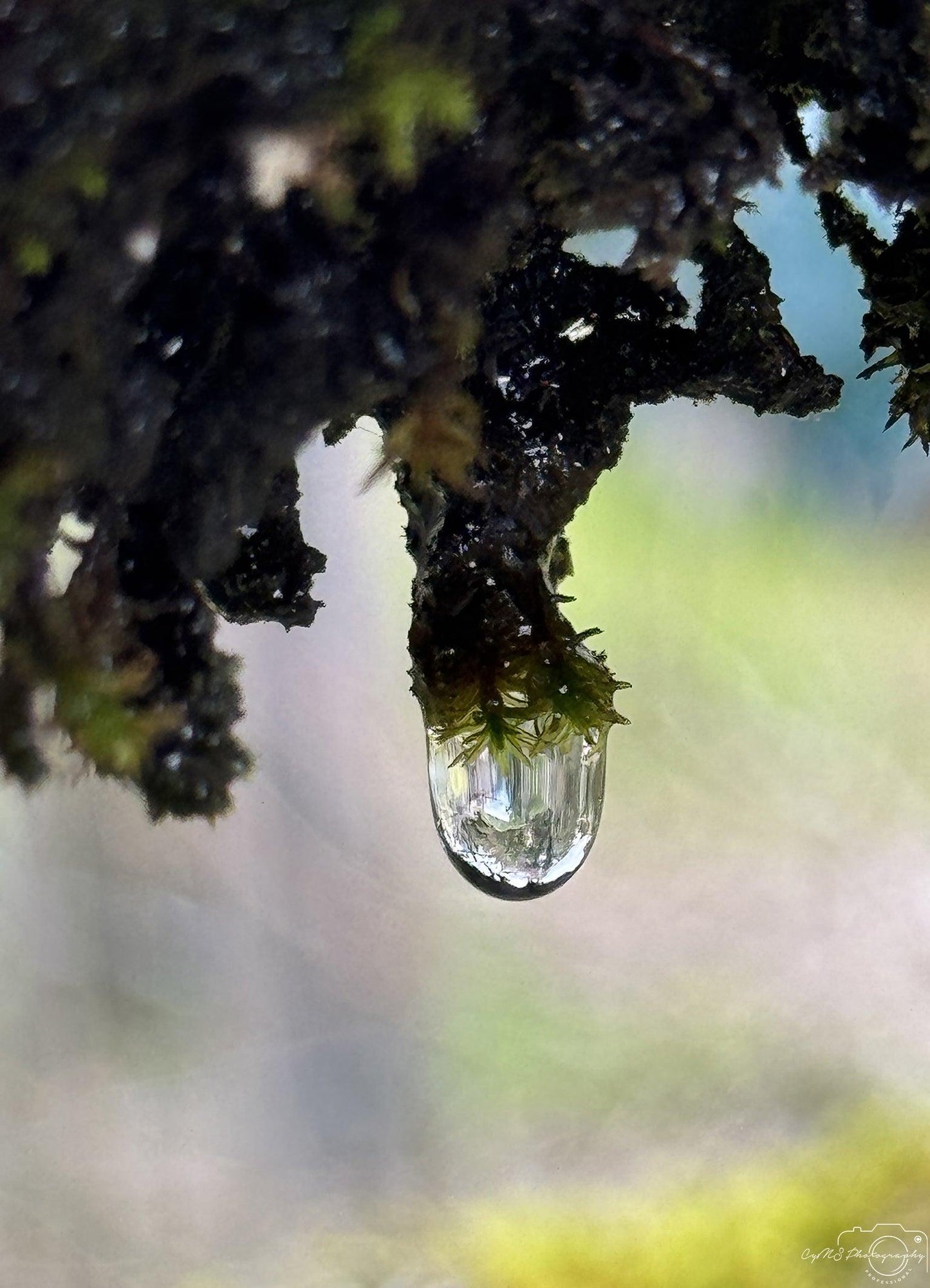 Beautiful water drop_V092 - Superbpictures